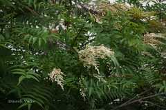 Sorbaria tomentosa